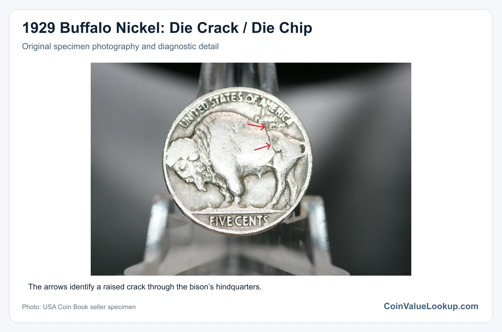 1929 Buffalo Nickel: Die Crack / Die Chip with diagnostic detail
